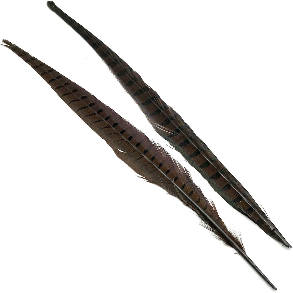 Ringneck Pheasant Tail Feathers — DRAGONtail Tenkara