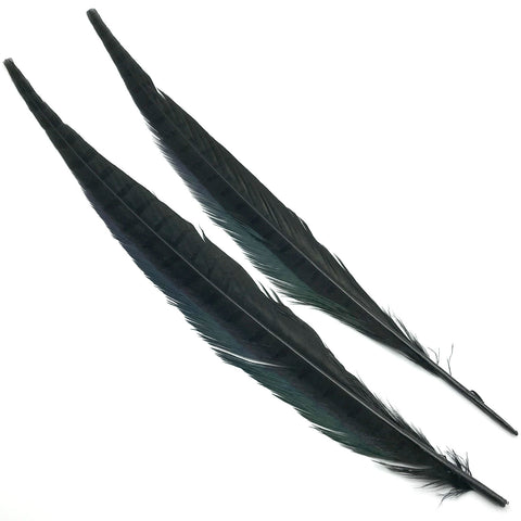 https://www.flyartist.com/cdn/shop/products/ringneck-pheasant-tail-feathers-black_large.jpg?v=1548632562