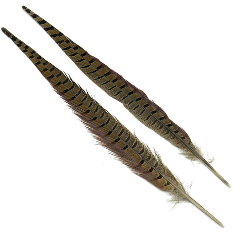 Pheasant Tail Feathers Extra Long - Feathergirl